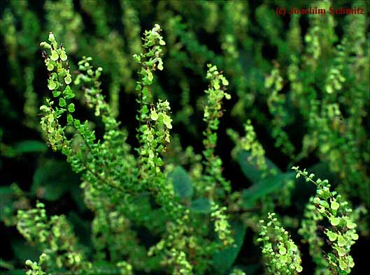 Teucrium scorodonia