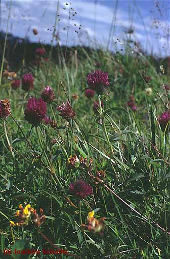 Trifolium alpestre