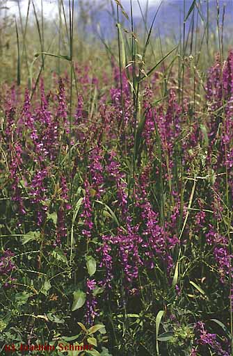 Vicia tenuifolia