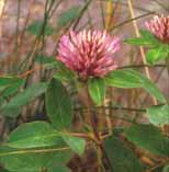 Trifolium medium