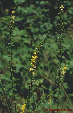 Agrimonia eupatoria