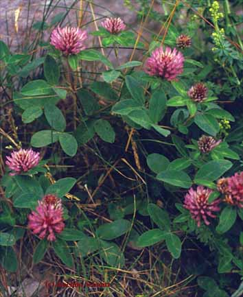 Trifolium medium