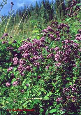 Origanum vulgare