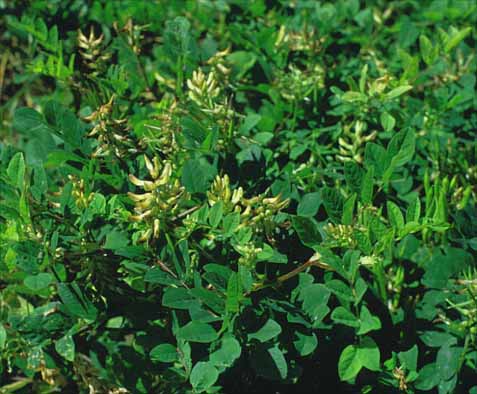 Astragalus glycyphyllos