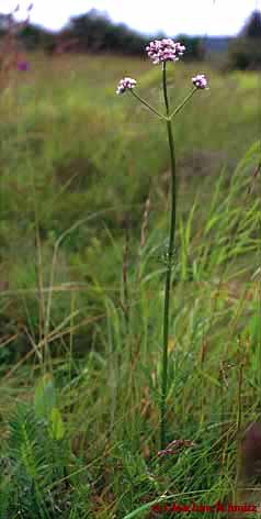 Valeriana wallrothii