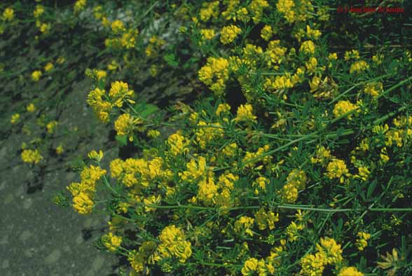 Medicago falcata