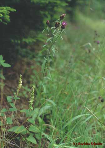 Teucrio scorodoniae-Centaureetum nemoralis