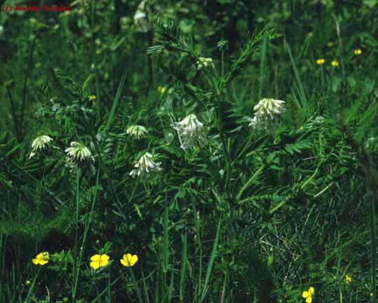 Vicia orobus