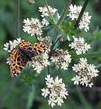 Heracleum sphondylium