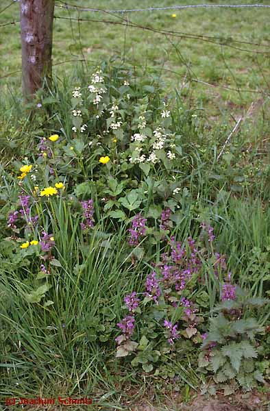 Urico-Aegopodietum
