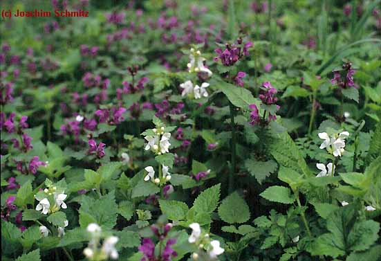 Lamium maculatum