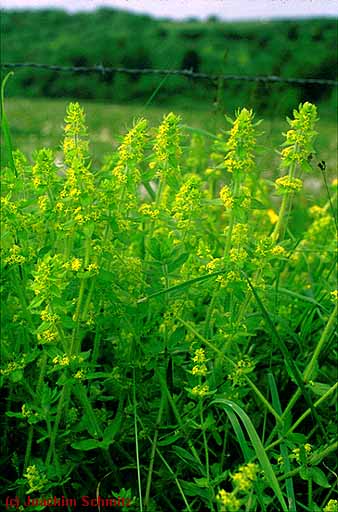 Cruciata laevipes