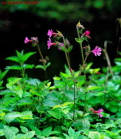 Silene dioica