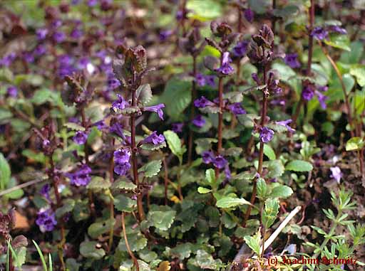 Glechoma hederacea