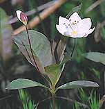 Trientalis europaea