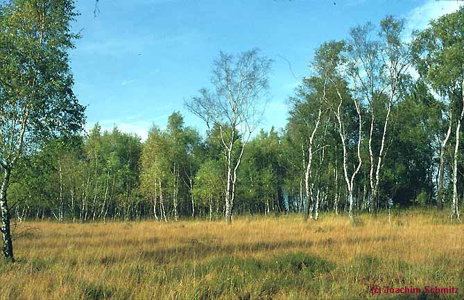 Betula pubescens s.l.