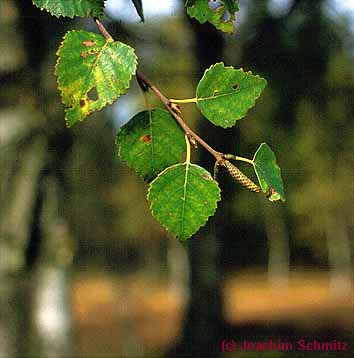 Betula pubescens s.l.