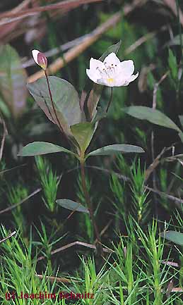 Trientalis europaea