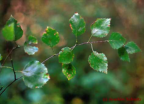 Betula pubescens ssp. carpatica