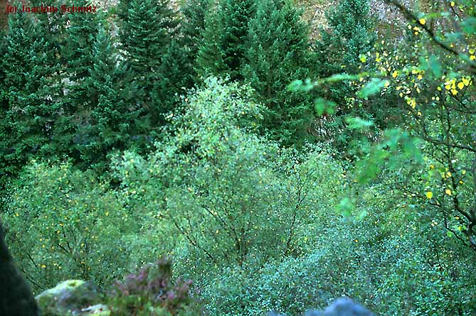 Betula carpatica-Sorbus aucuparia-Ges.