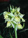 Dactylorhiza sambucina