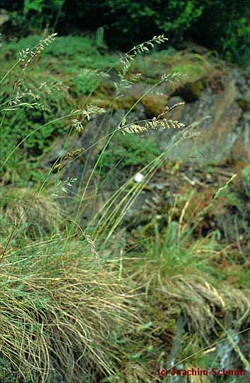 Festuca heteropachys