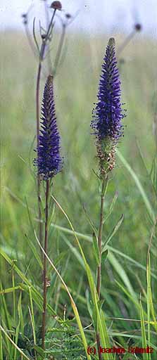 Veronica spicata