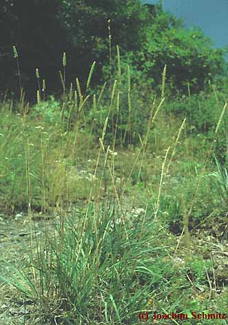 Phleum phleoides