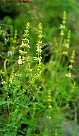 Stachys recta