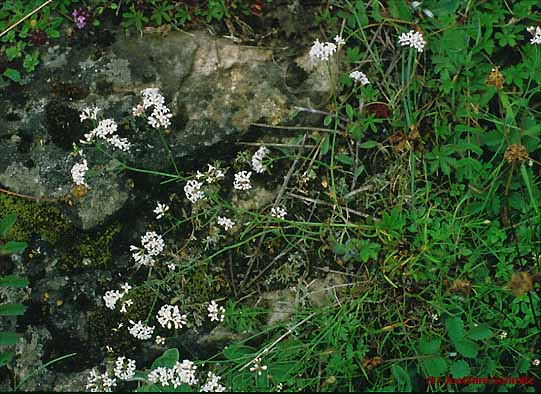 Asperula cynanchica