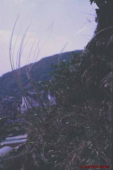 Stipa pennata